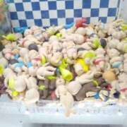 ヒメ日記 2025/01/17 17:54 投稿 明香(あすか) 相模原人妻城