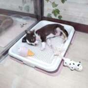 ヒメ日記 2025/12/13 13:18 投稿 明香(あすか) 相模原人妻城