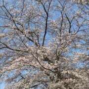 ヒメ日記 2026/04/01 16:18 投稿 明香(あすか) 相模原人妻城