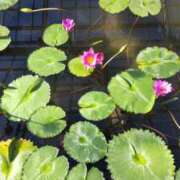 ヒメ日記 2025/02/07 16:08 投稿 まいこ 熟女の風俗最終章 高崎店