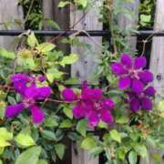 ヒメ日記 2025/05/05 13:48 投稿 まいこ 熟女の風俗最終章 高崎店