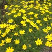 ヒメ日記 2025/08/09 11:28 投稿 まいこ 熟女の風俗最終章 高崎店