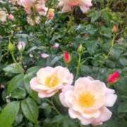 ヒメ日記 2025/09/14 07:18 投稿 まいこ 熟女の風俗最終章 高崎店