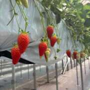 ヒメ日記 2025/03/19 22:20 投稿 ゆい 手こき＆オナクラ 大阪はまちゃん