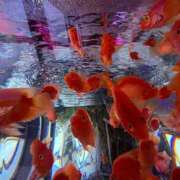 ヒメ日記 2025/05/01 19:50 投稿 ゆい 手こき＆オナクラ 大阪はまちゃん