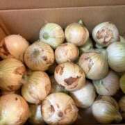 ヒメ日記 2026/01/18 19:50 投稿 ゆい 手こき＆オナクラ 大阪はまちゃん