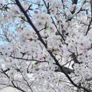 ヒメ日記 2025/04/09 13:00 投稿 さゆ 秘密倶楽部 凛 船橋本店