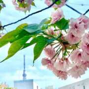 桔梗(ききょう) GWスケジュール ルピナス