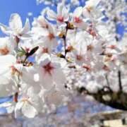 ヒメ日記 2025/04/08 10:27 投稿 松任谷　りん エテルナ京都