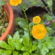 ヒメ日記 2025/08/17 19:31 投稿 りみ 艶熟妻 京都店