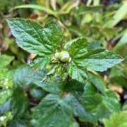 ヒメ日記 2025/10/11 09:36 投稿 りみ 艶熟妻 京都店