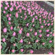 ヒメ日記 2025/04/12 20:13 投稿 浅田まほ ミスターダンディー