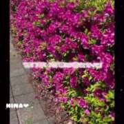 ヒメ日記 2025/05/25 13:16 投稿 ひな マリン千姫