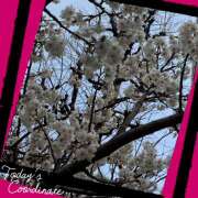 ヒメ日記 2025/03/14 03:02 投稿 丘 鶯谷ワンハート