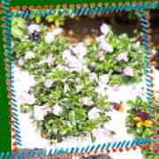 ヒメ日記 2025/03/20 03:44 投稿 丘 鶯谷ワンハート