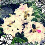 ヒメ日記 2025/03/31 03:44 投稿 丘 鶯谷ワンハート