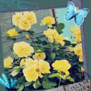 ヒメ日記 2025/05/11 08:29 投稿 丘 鶯谷ワンハート