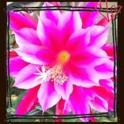 ヒメ日記 2025/05/29 03:17 投稿 丘 鶯谷ワンハート