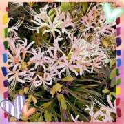 ヒメ日記 2025/09/28 08:26 投稿 丘 鶯谷ワンハート