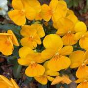 ヒメ日記 2026/02/23 08:23 投稿 丘 鶯谷ワンハート