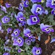 ヒメ日記 2026/03/01 08:27 投稿 丘 鶯谷ワンハート