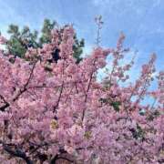 ヒメ日記 2025/03/06 10:29 投稿 なごみ 大人の遊園地