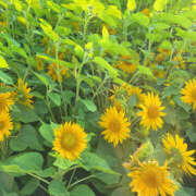 ヒメ日記 2025/09/02 10:01 投稿 なごみ 大人の遊園地