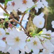 ヒメ日記 2025/04/04 13:45 投稿 米原ちさと 彩タマンサ（埼玉ハレ系）