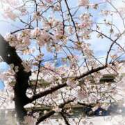 ミズハラ 春らしくなってきましたね 東京★出張マッサージ委員会Z