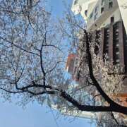 ヒメ日記 2026/03/29 11:38 投稿 りょうか 五反田アンジェリーク