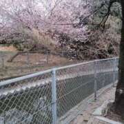 ヒメ日記 2025/03/13 09:38 投稿 常盤ゆうな 松戸人妻花壇