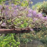 ヒメ日記 2026/04/09 21:04 投稿 麻子　後ろまで♡ 新橋ラズベリードール