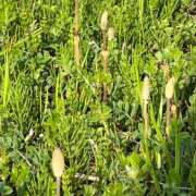 ヒメ日記 2026/04/03 18:47 投稿 いちろ 埼玉★出張マッサージ委員会Z