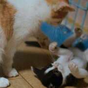 ヒメ日記 2025/02/11 14:55 投稿 とうこ 熟女家 十三店