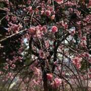 ヒメ日記 2025/03/13 20:06 投稿 とうこ 熟女家 十三店