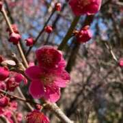 ヒメ日記 2025/03/18 17:37 投稿 とうこ 熟女家 十三店