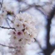 ヒメ日記 2025/03/22 21:08 投稿 とうこ 熟女家 十三店