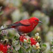 ヒメ日記 2025/03/27 18:30 投稿 とうこ 熟女家 十三店