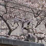 ヒメ日記 2025/03/29 12:45 投稿 とうこ 熟女家 十三店