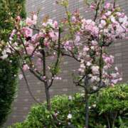 ヒメ日記 2025/04/04 12:47 投稿 とうこ 熟女家 十三店