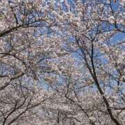 ヒメ日記 2025/04/08 11:50 投稿 とうこ 熟女家 十三店