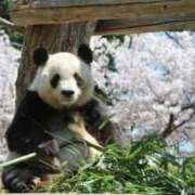 ヒメ日記 2025/04/08 16:13 投稿 とうこ 熟女家 十三店