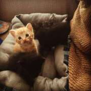 ヒメ日記 2025/04/25 21:52 投稿 とうこ 熟女家 十三店