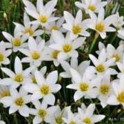 ヒメ日記 2025/05/10 21:00 投稿 とうこ 熟女家 十三店