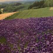 ヒメ日記 2025/06/01 20:47 投稿 とうこ 熟女家 十三店