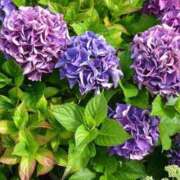 ヒメ日記 2025/07/07 12:19 投稿 とうこ 熟女家 十三店