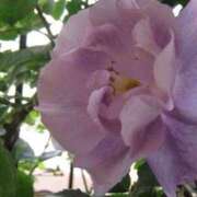 ヒメ日記 2025/07/11 12:56 投稿 とうこ 熟女家 十三店