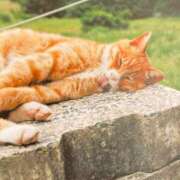 ヒメ日記 2025/12/13 15:23 投稿 とうこ 熟女家 十三店