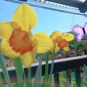 ヒメ日記 2026/04/06 17:35 投稿 はな モアグループ入間人妻花壇