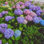 ヒメ日記 2025/05/24 12:56 投稿 かおり★人妻KISS★ 人妻kiss